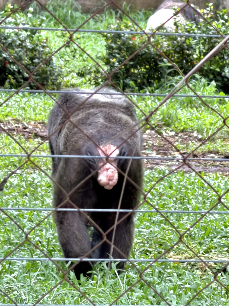 Chimpanzee at the Limbe Wildlife Centre