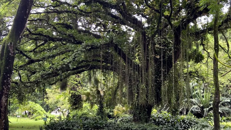 Banyan tree in the Limbe Botanic Garden
