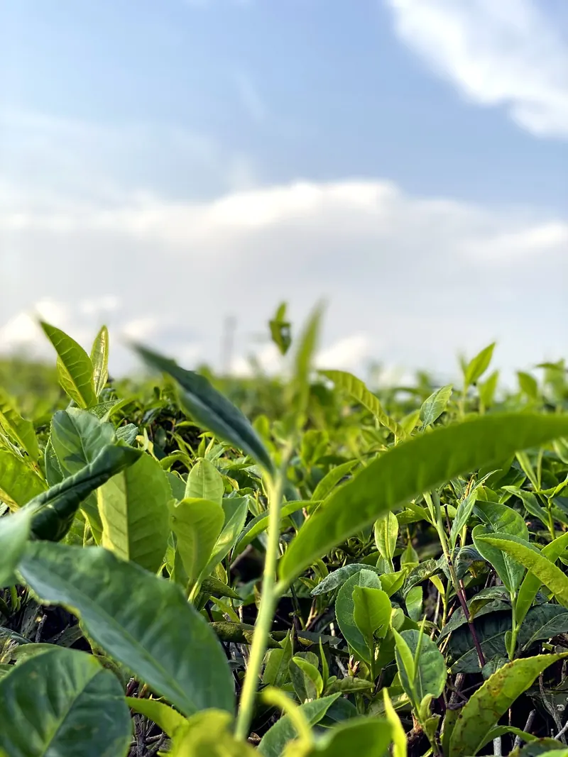 Tea fields on the Tole Tea Estate, south of Buea