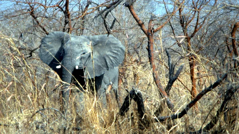 Elephant in Waza National Park