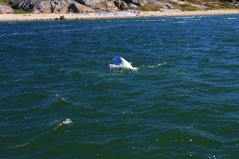 A beluga whale in the Churchill River, Manitoba