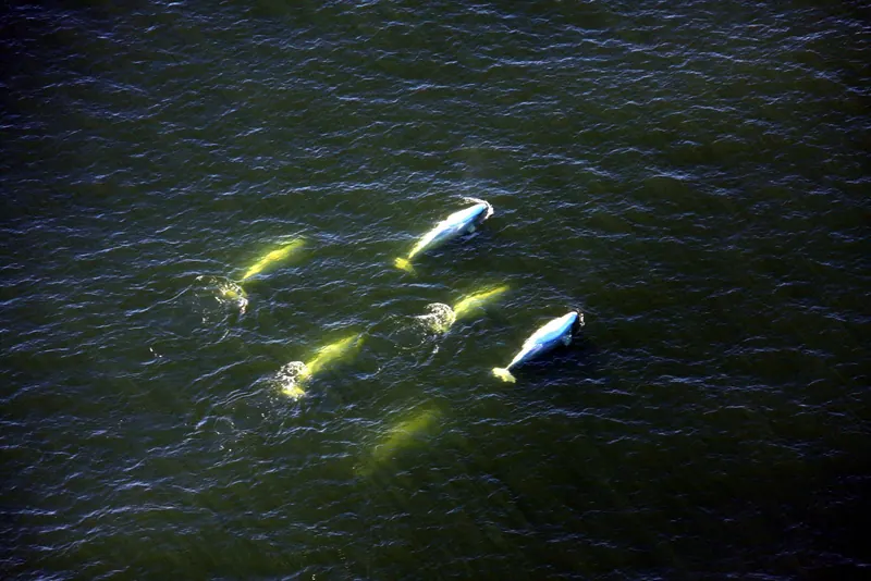Beluga whales off Churchill, Manitoba
