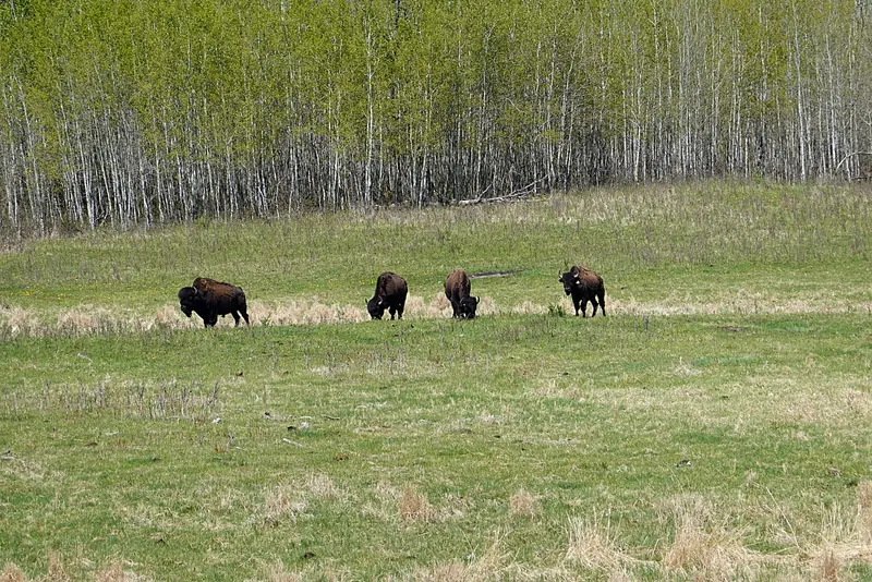 A bison in Elk Island National Park, Alberta