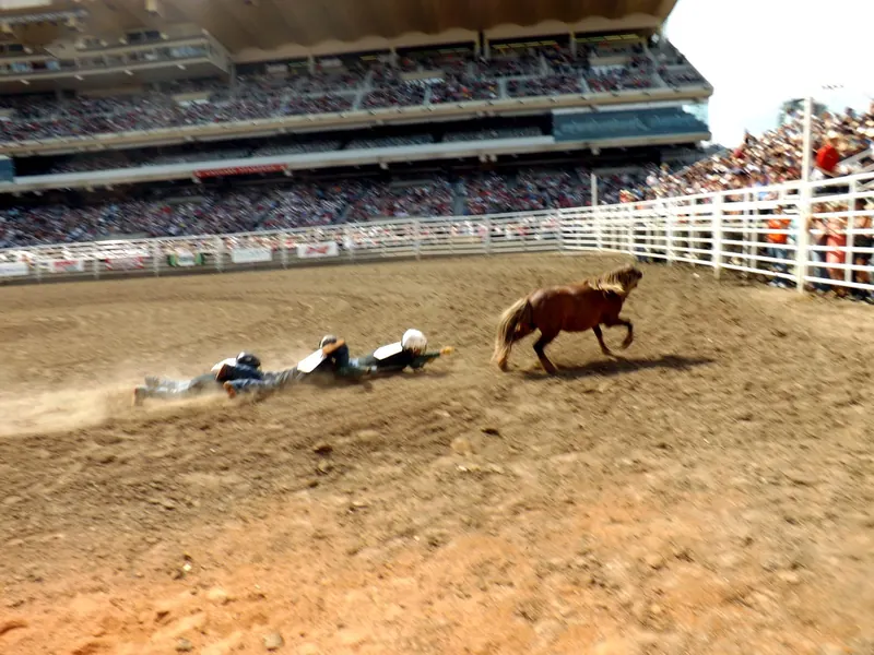 Rodeo action at the Calgary Stampede