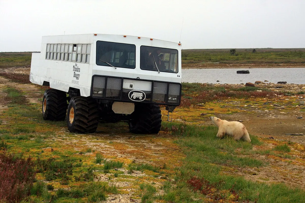 A polar bear near a Tundra Buggy, Churchill
