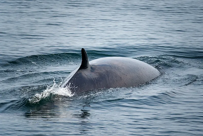 A minke whale near Tadoussac, Quebec