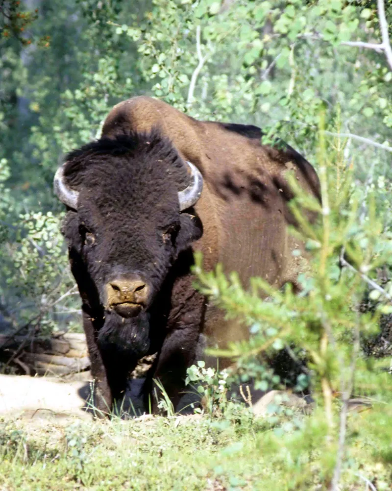 A wood bison in Wood Buffalo National Park