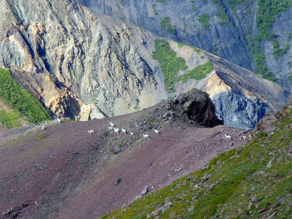 Dall sheep in Kluane National Park, Yukon