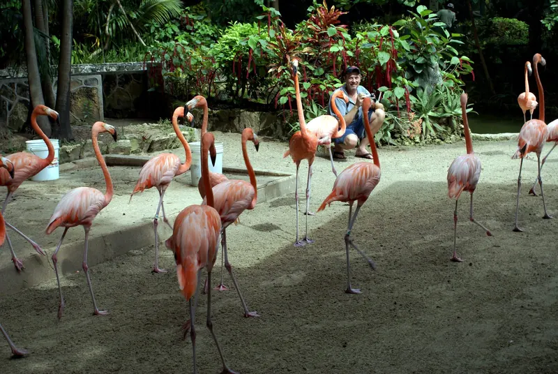 Ardastra Gardens, Nassau