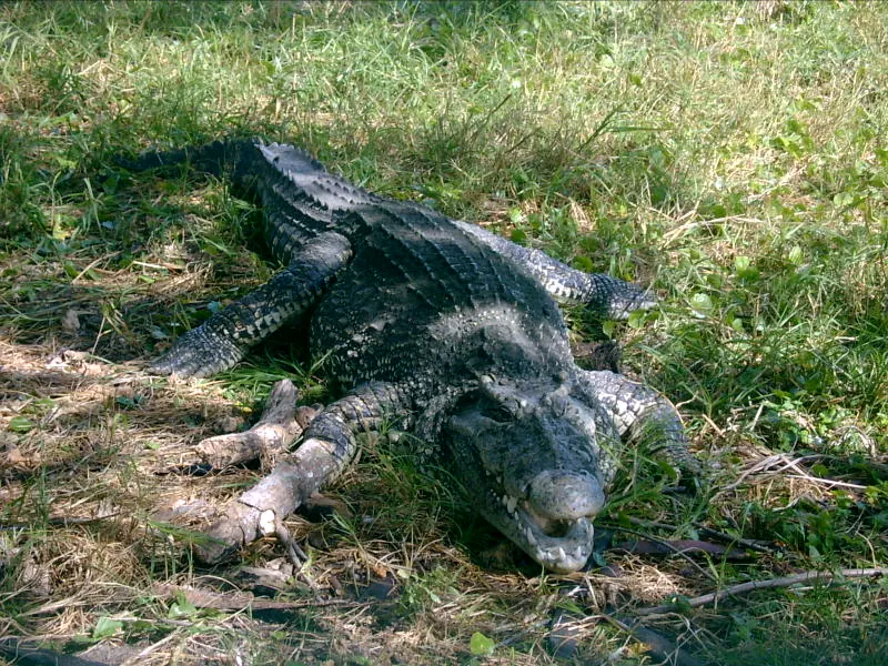 A Cuban crocodile in the Ciénaga de Zapata, Cuba