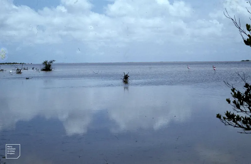 Flamingos foraging on Inagua, Bahamas