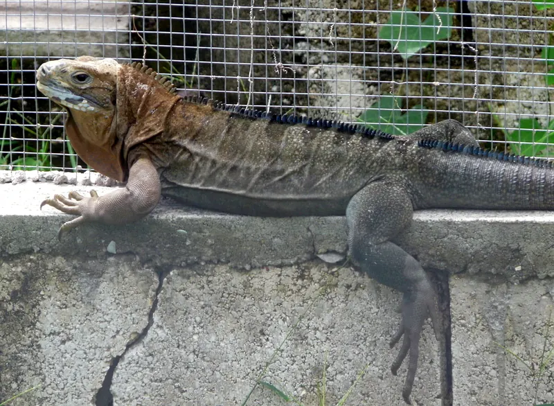 A Jamaican iguana (Cyclura collei), Hellshire Hills