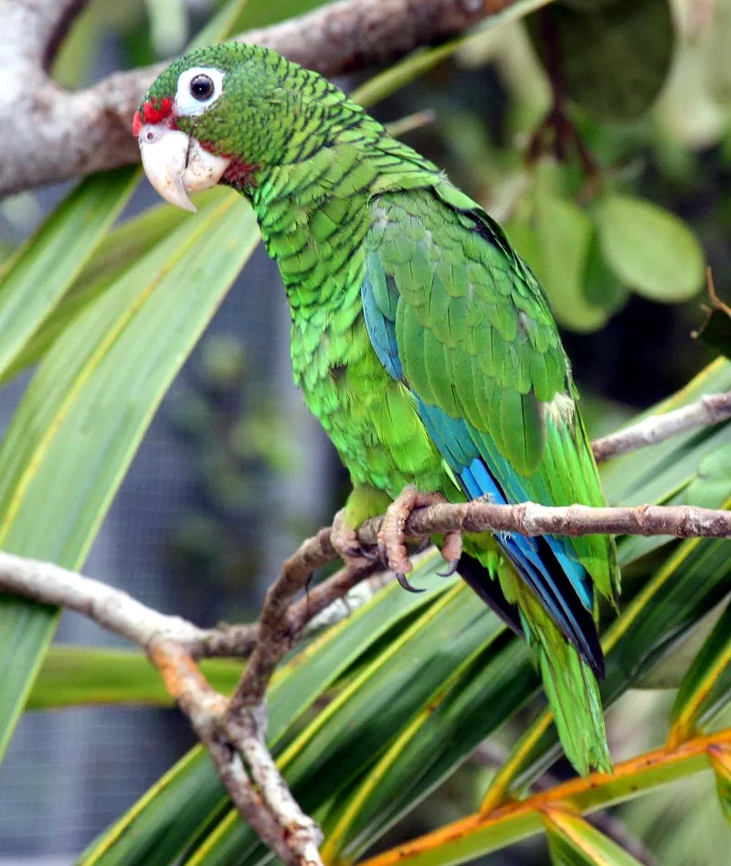 A Puerto Rican parrot at the Iguaca Aviary, Puerto Rico