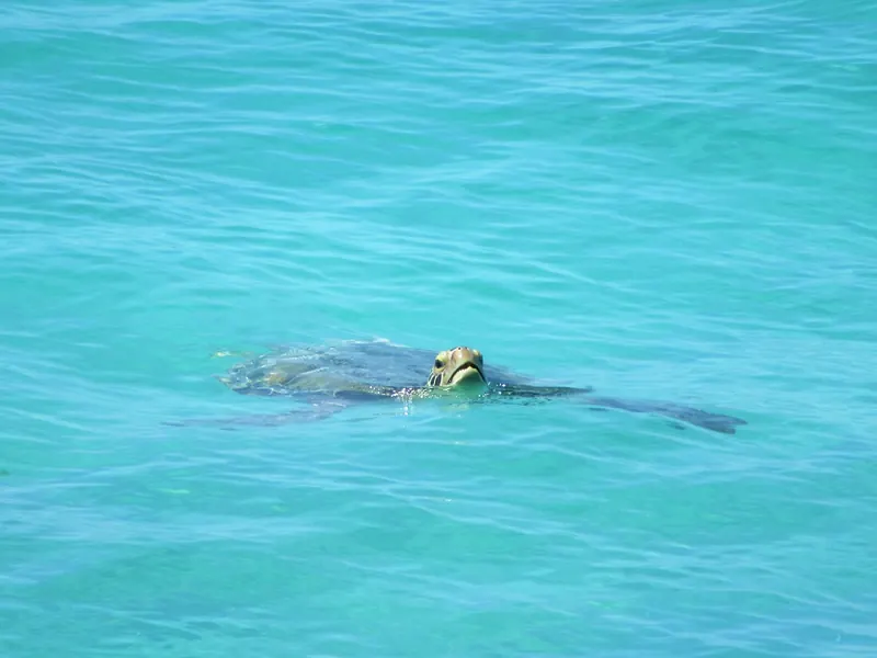 A sea turtle swimming off Oistins, Barbados