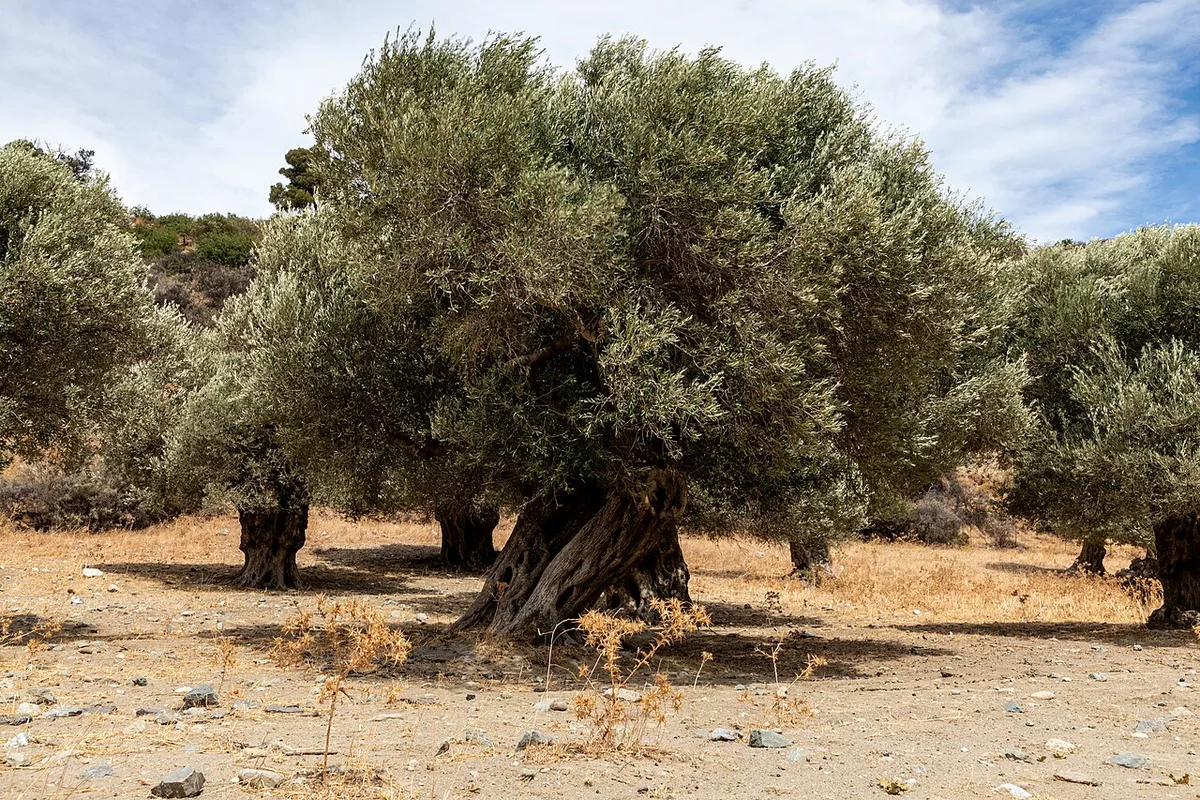 An olive grove in Crete