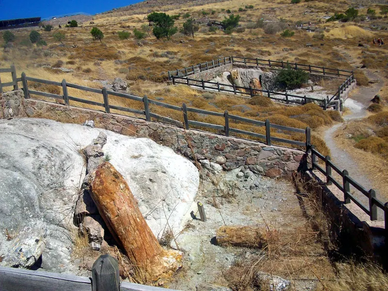 Petrified trunks in the Petrified Forest of Lesbos