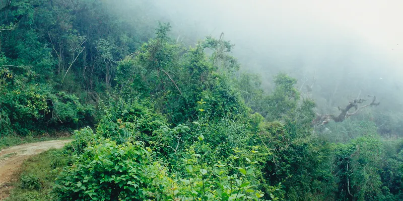 The cloud forest road, El Cielo Biosphere Reserve, Tamaulipas
