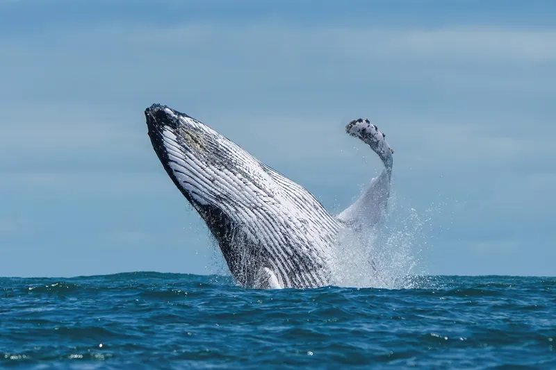 A humpback whale breaching