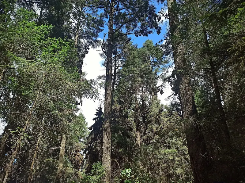 Monarch butterflies at the El Rosario sanctuary, Michoacan
