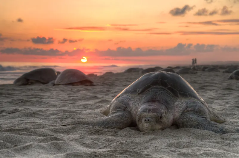 An olive ridley turtle nesting at La Escobilla, Oaxaca