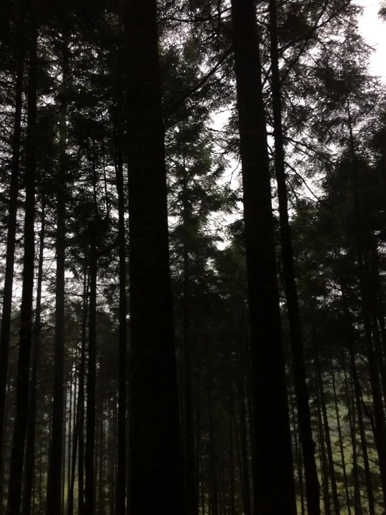 The monarch butterfly sanctuary, Sierra Chincua, Michoacan