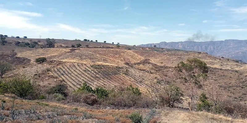 Blue agave fields around Tequila, Jalisco