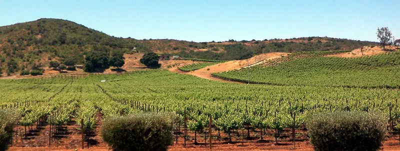 Vineyards of the Valle de Guadalupe, Baja California