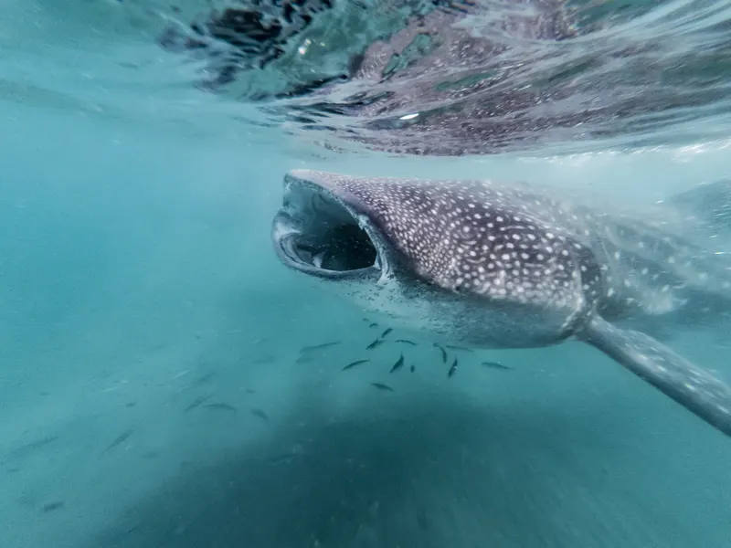 A whale shark in La Paz Bay