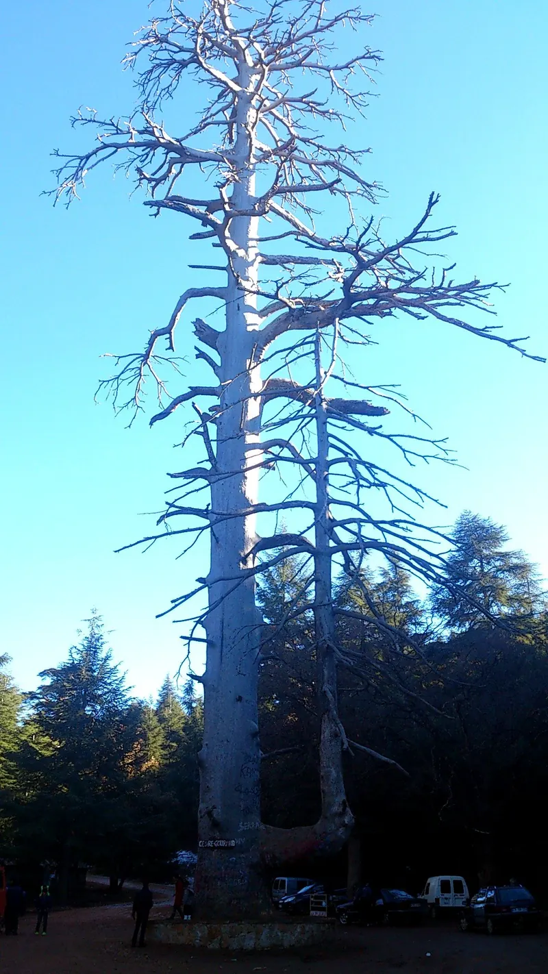 The cedar forest near Azrou