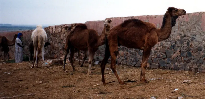 Guelmim camel market