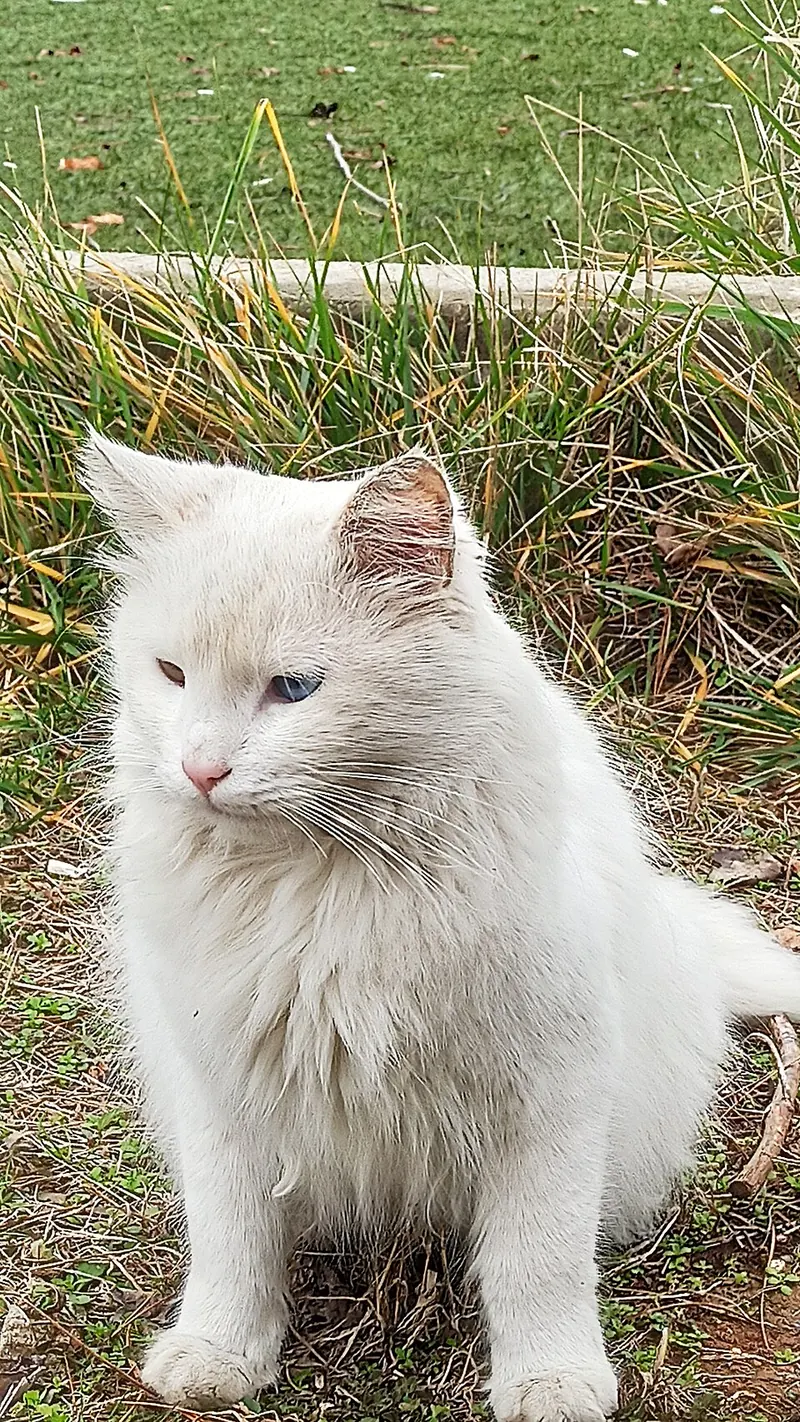 A Van cat (Van kedisi), the odd-eyed cat of Lake Van