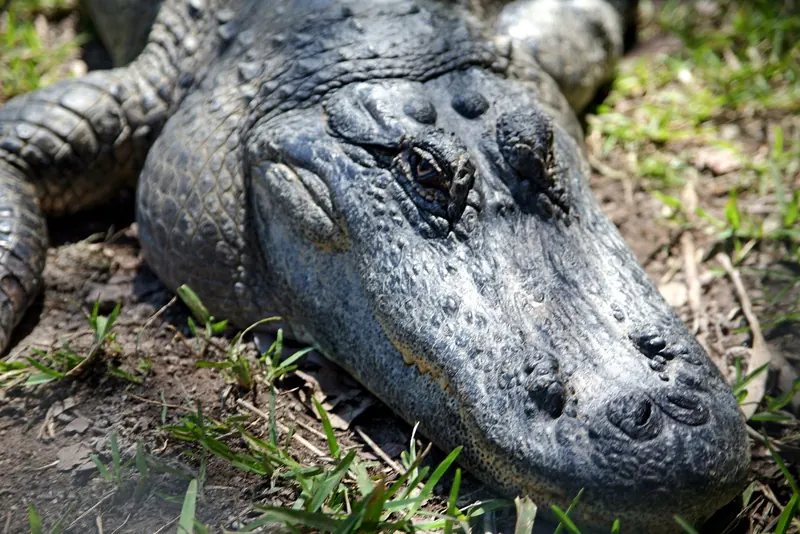 An alligator in Everglades National Park