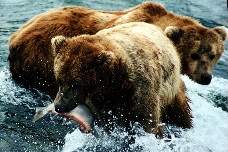 Brown bears at Brooks Falls, Katmai