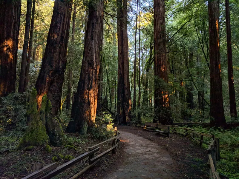 Muir Woods, California