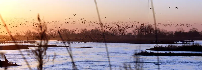 Sandhill cranes on the Platte River, Nebraska