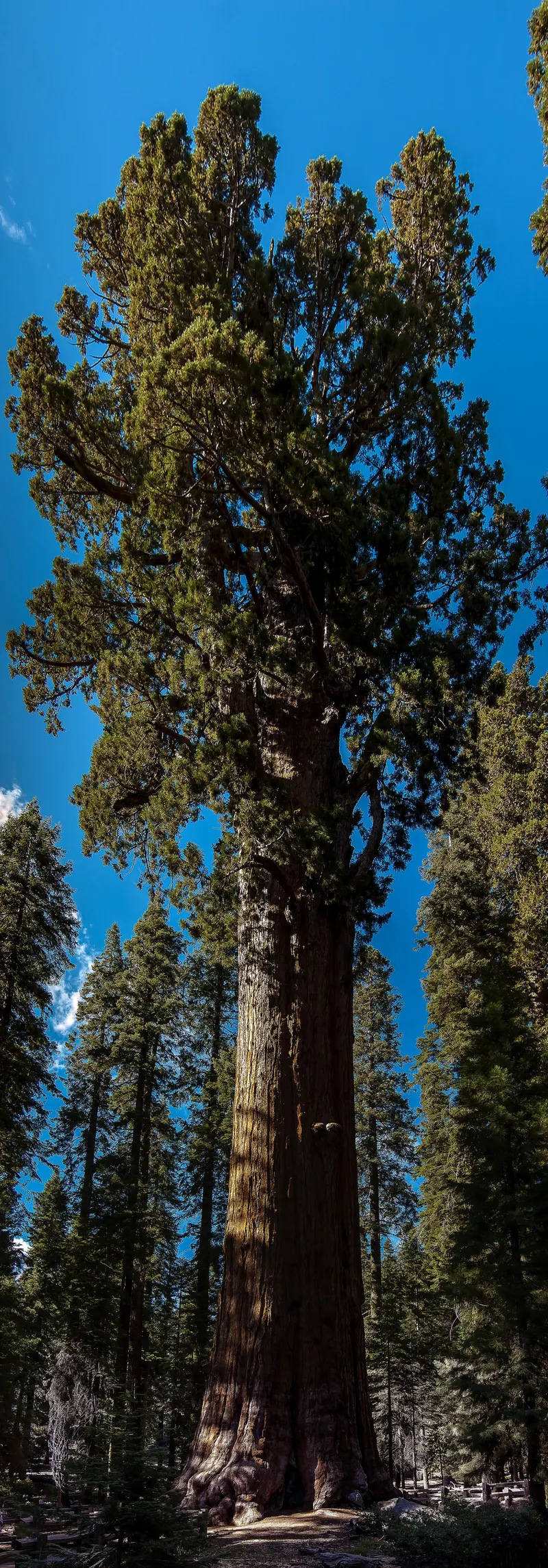 The General Sherman Tree, Sequoia National Park