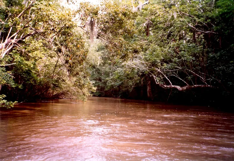 A swamp tour in Louisiana