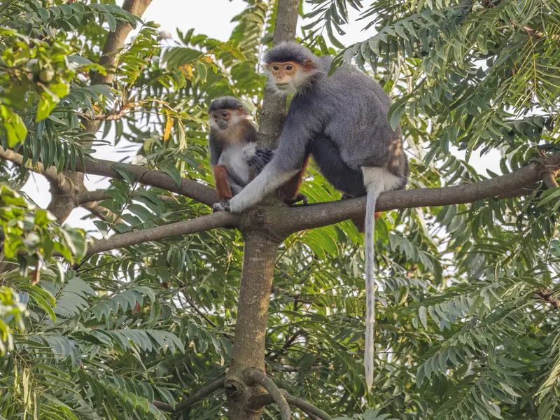 Red-shanked douc langurs on the Son Tra Peninsula, Da Nang