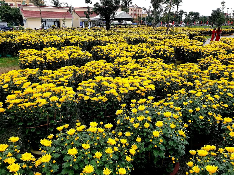 Yellow chrysanthemums for sale at a Tet flower market