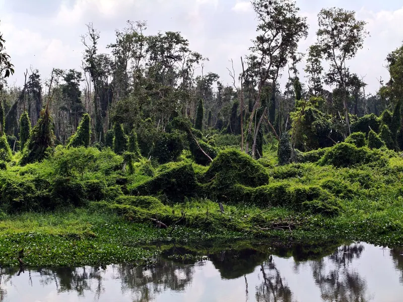 Tra Su cajuput forest